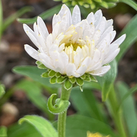 Aster alpinus var. albus